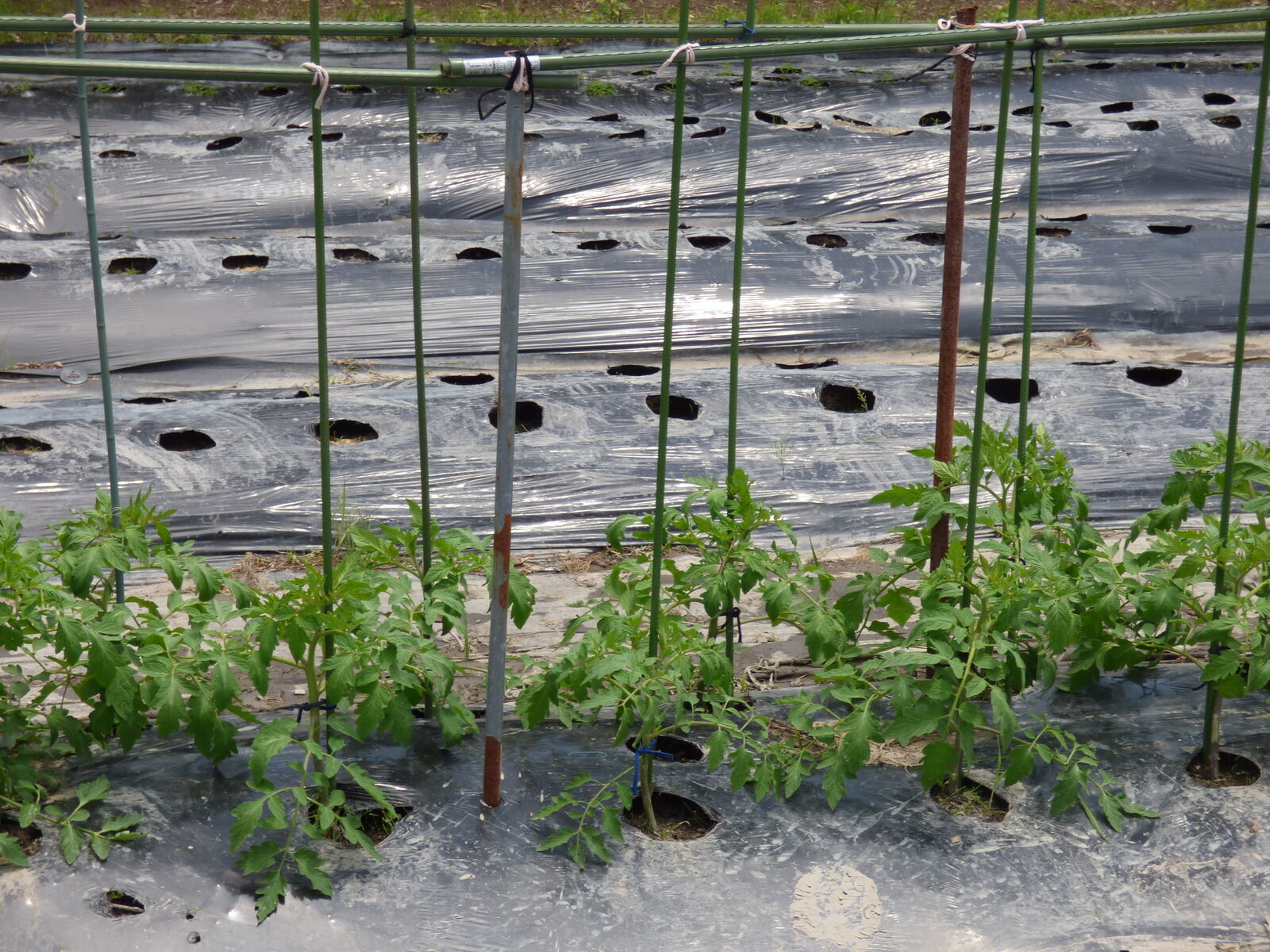 トマトに支柱 バド菜園 バドの自然と遊ぼうゆったり菜園らいふ