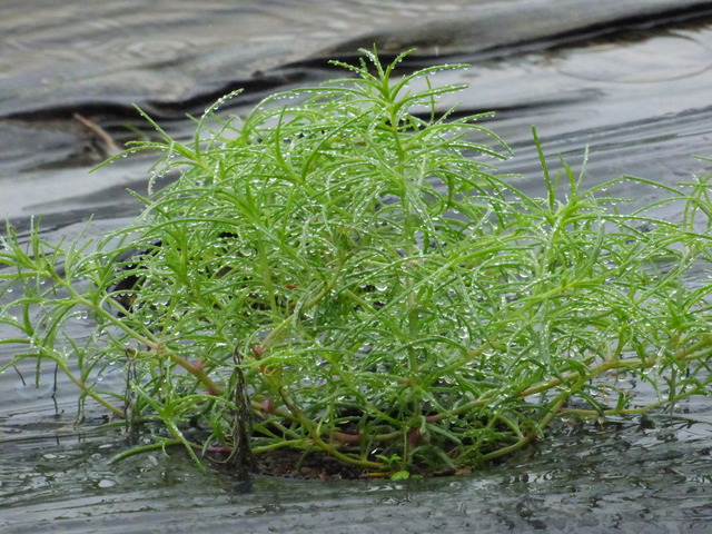 P1190594