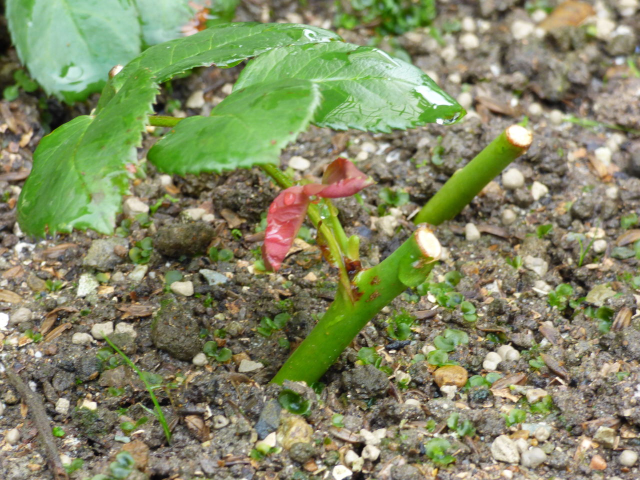 挿し木したバラの経過報告です バド菜園 バドの自然と遊ぼうゆったり菜園らいふ 挿し木したバラの経過報告です バド菜園 バドの自然と遊ぼうゆったり菜園らいふ