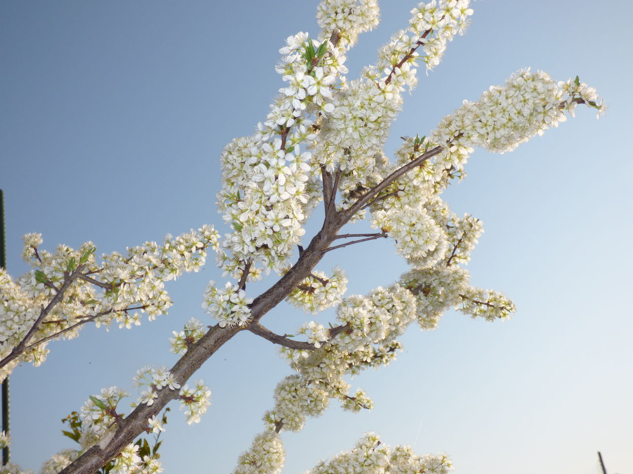 スモモの白い花が輝いています バド菜園 バドの自然と遊ぼうゆったり菜園らいふ