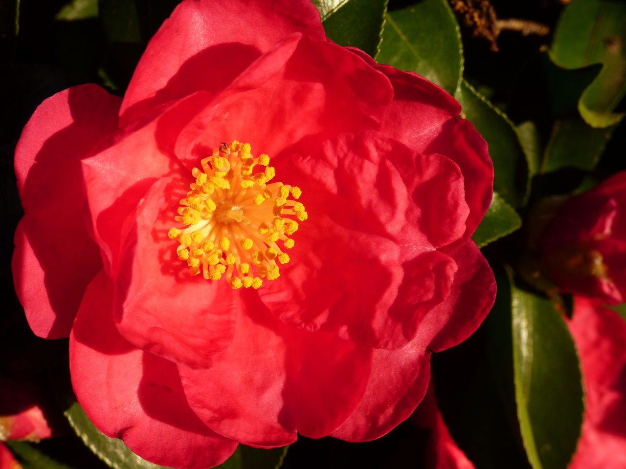 山茶花の花が咲いています バド菜園 バドの自然と遊ぼうゆったり菜園らいふ