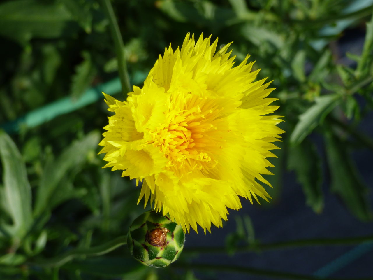 イエローサルタン Yellow Sultan が咲いています バド菜園 バドの自然と遊ぼうゆったり菜園らいふ