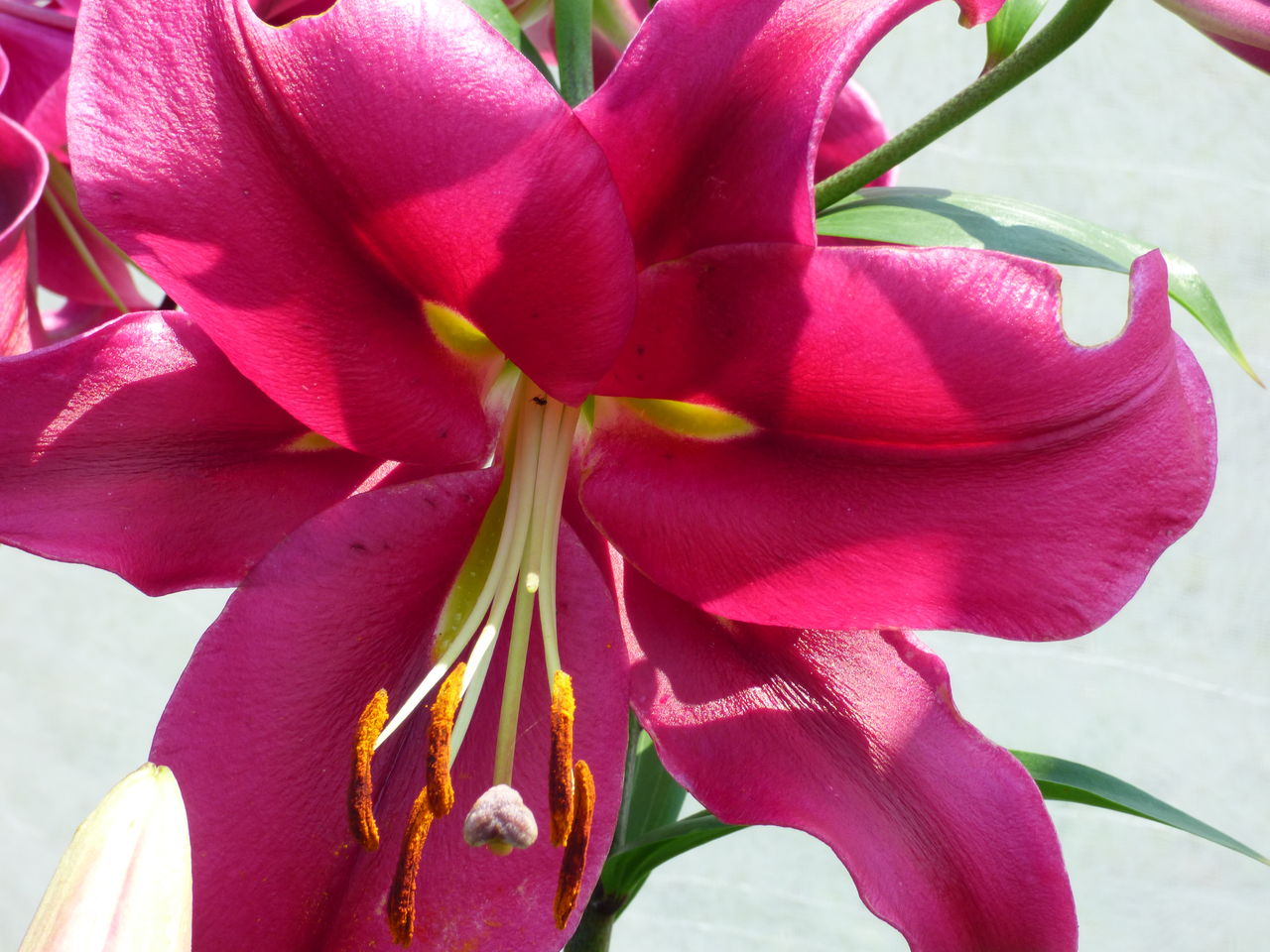 赤いカサブランカ開花 バド菜園 バドの自然と遊ぼうゆったり菜園らいふ