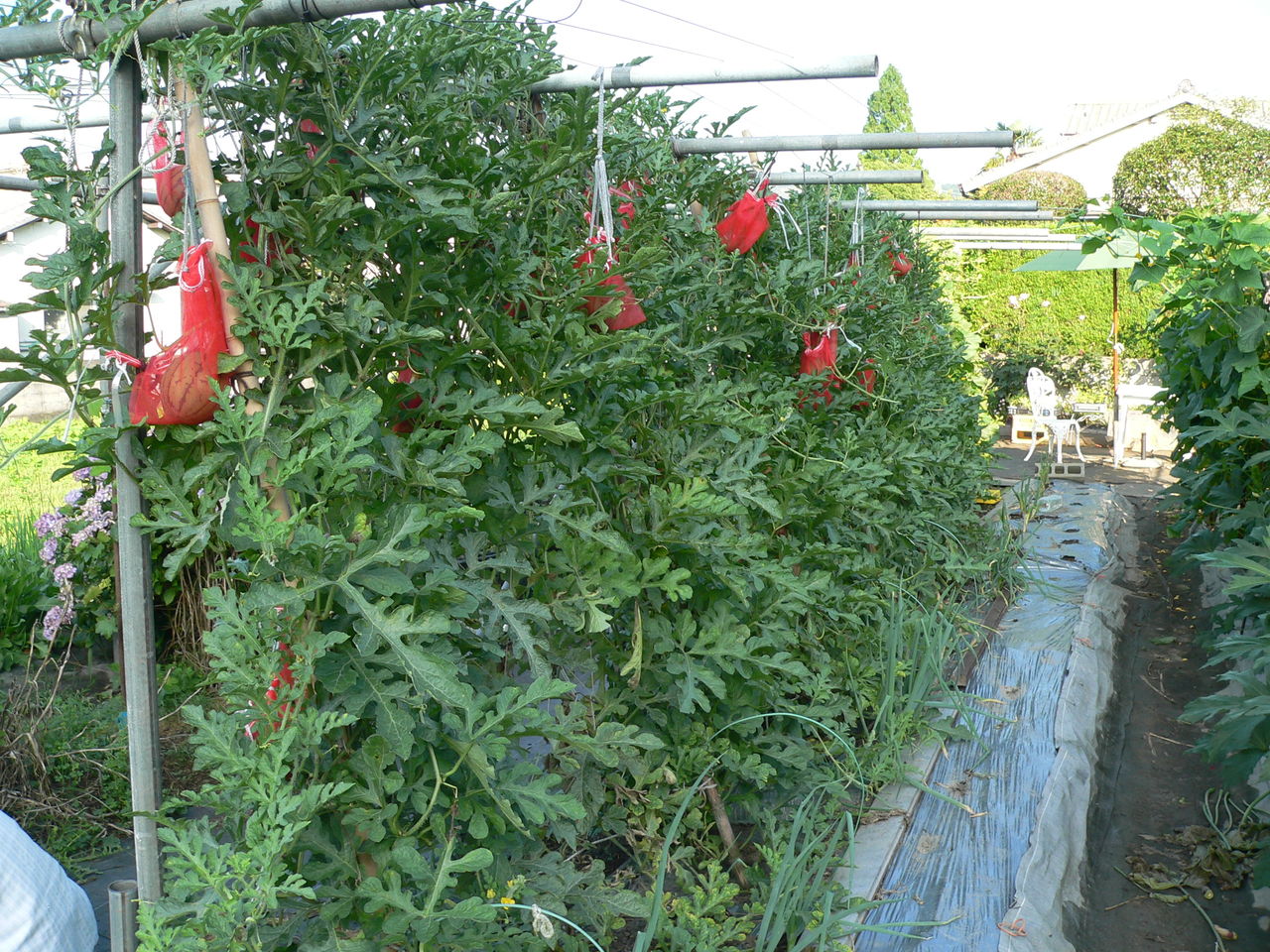 小玉スイカ栽培の気づき バド菜園 バドの自然と遊ぼうゆったり菜園らいふ
