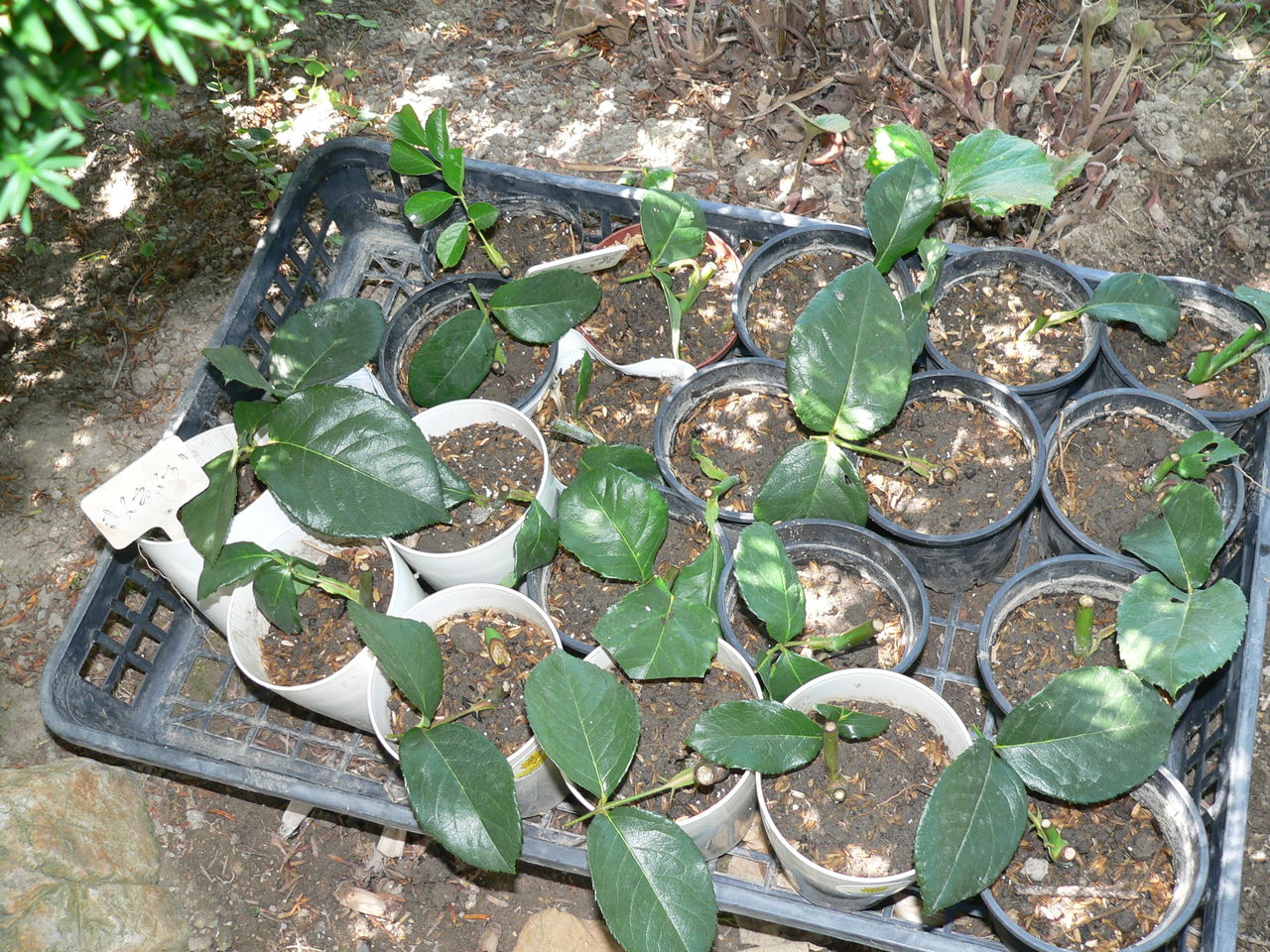 バラの挿し木です バド菜園 バドの自然と遊ぼうゆったり菜園らいふ バラの挿し木です バド菜園 バドの自然と遊ぼうゆったり菜園らいふ