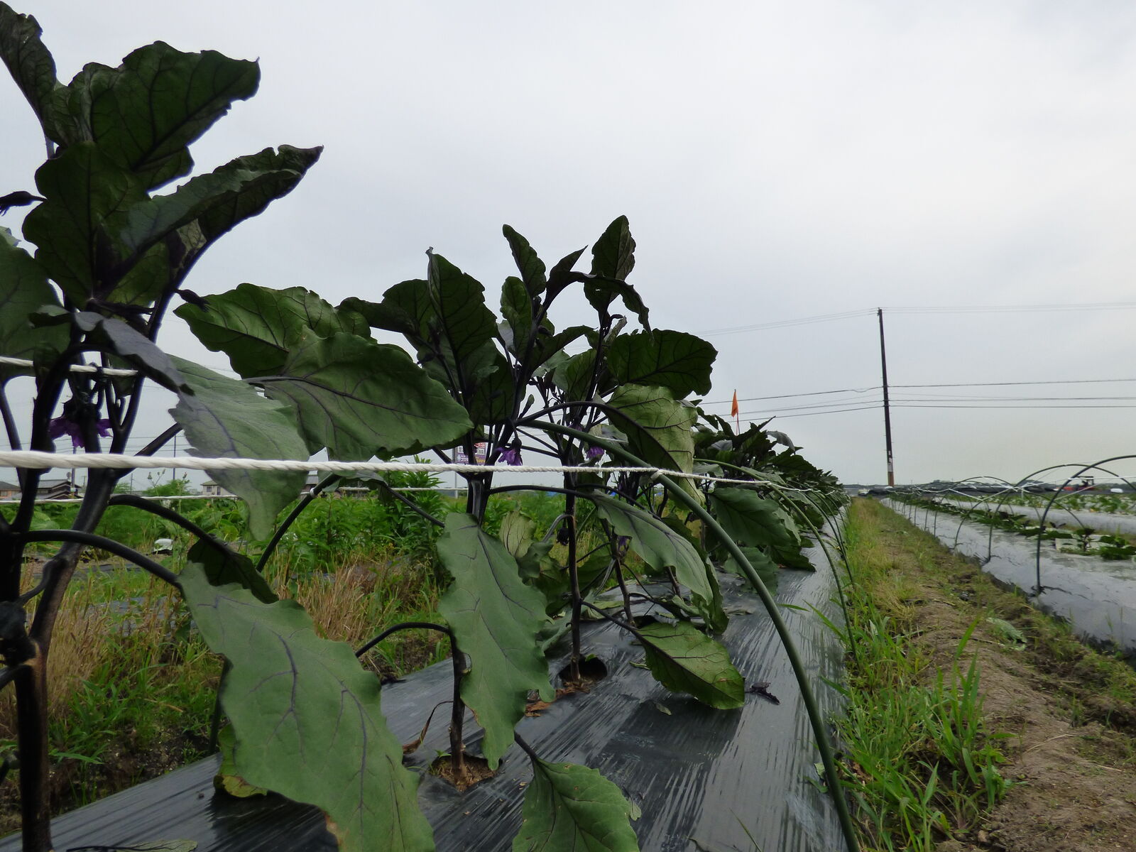 ナスの整枝剪定４本仕立てにする バド菜園 バドの自然と遊ぼうゆったり菜園らいふ