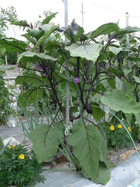 P1200079