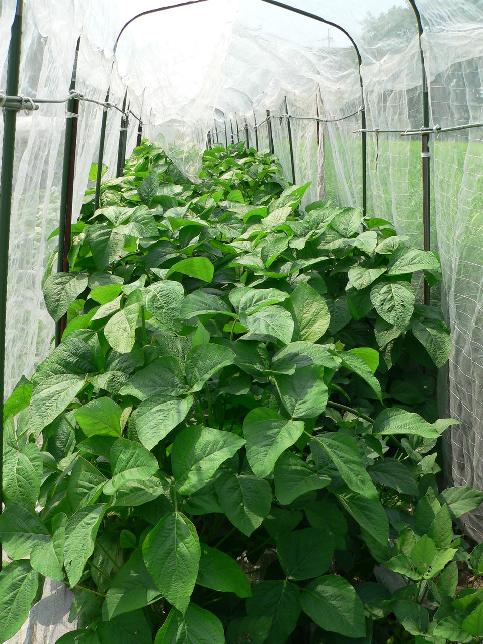 完全防備の枝豆です バド菜園 バドの自然と遊ぼうゆったり菜園らいふ 完全防備の枝豆です バド菜園 バドの自然と遊ぼうゆったり菜園らいふ