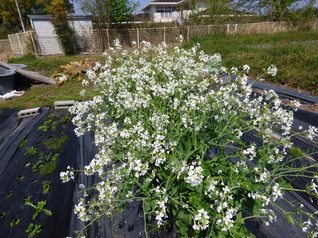 P1180205