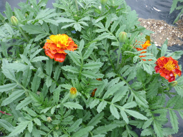P1190634