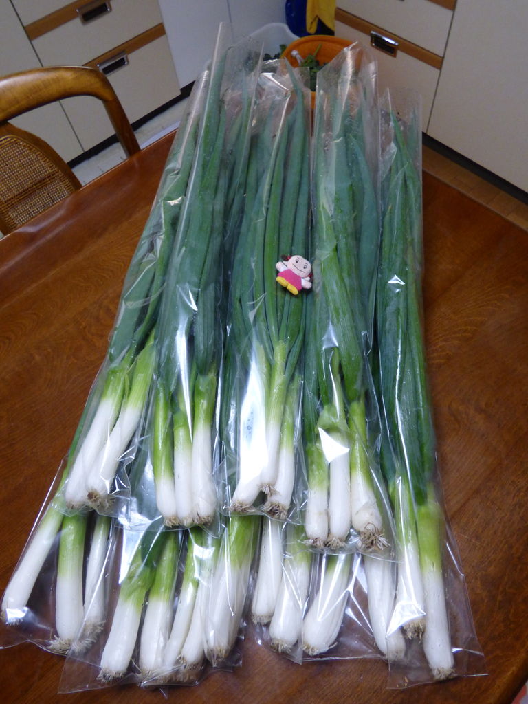 九条ネギがいい感じ バド菜園 バドの自然と遊ぼうゆったり菜園らいふ 九条ネギがいい感じ バド菜園 バドの自然と遊ぼうゆったり菜園らいふ