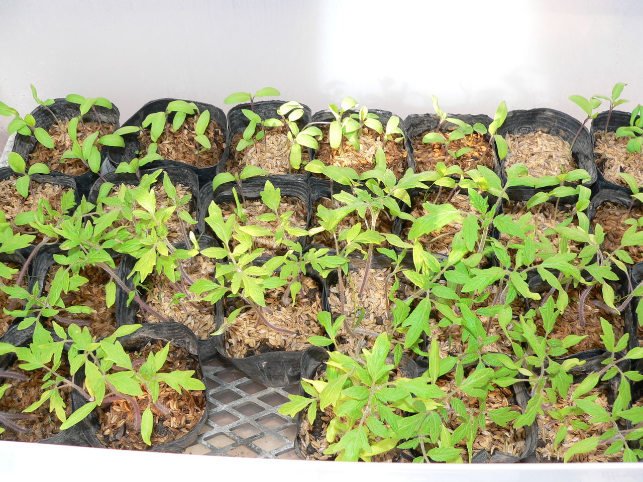 厳冬期の夏野菜の発芽育苗 バド菜園 バドの自然と遊ぼうゆったり菜園らいふ