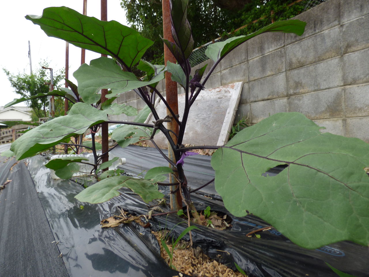 ナスの整枝です 4本仕立て バド菜園 バドの自然と遊ぼうゆったり菜園らいふ ナスの整枝です 4本仕立て バド菜園 バドの自然と遊ぼうゆったり菜園らいふ
