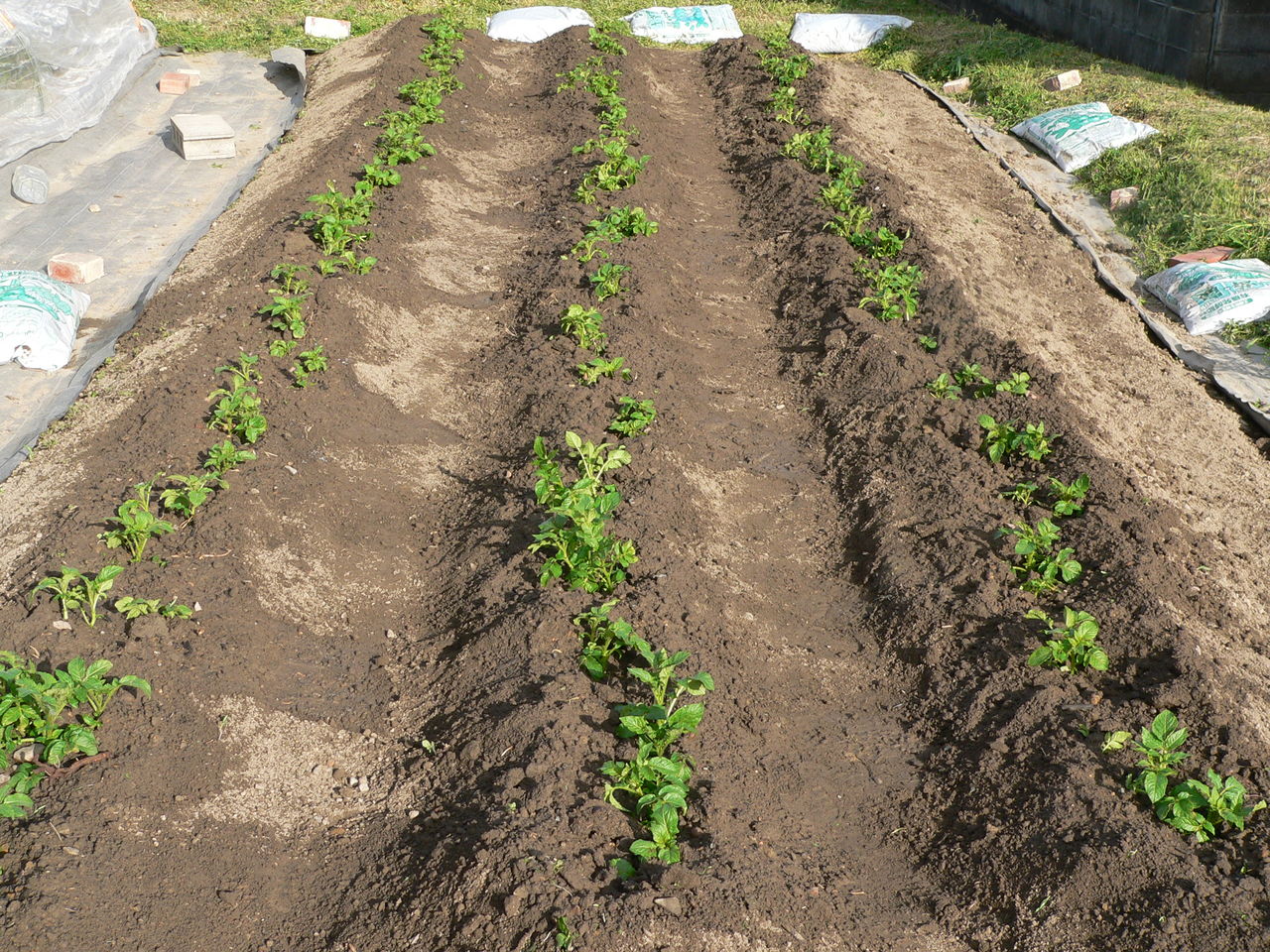 ジャガイモの芽かき 追肥 土寄せです バド菜園 バドの自然と遊ぼうゆったり菜園らいふ