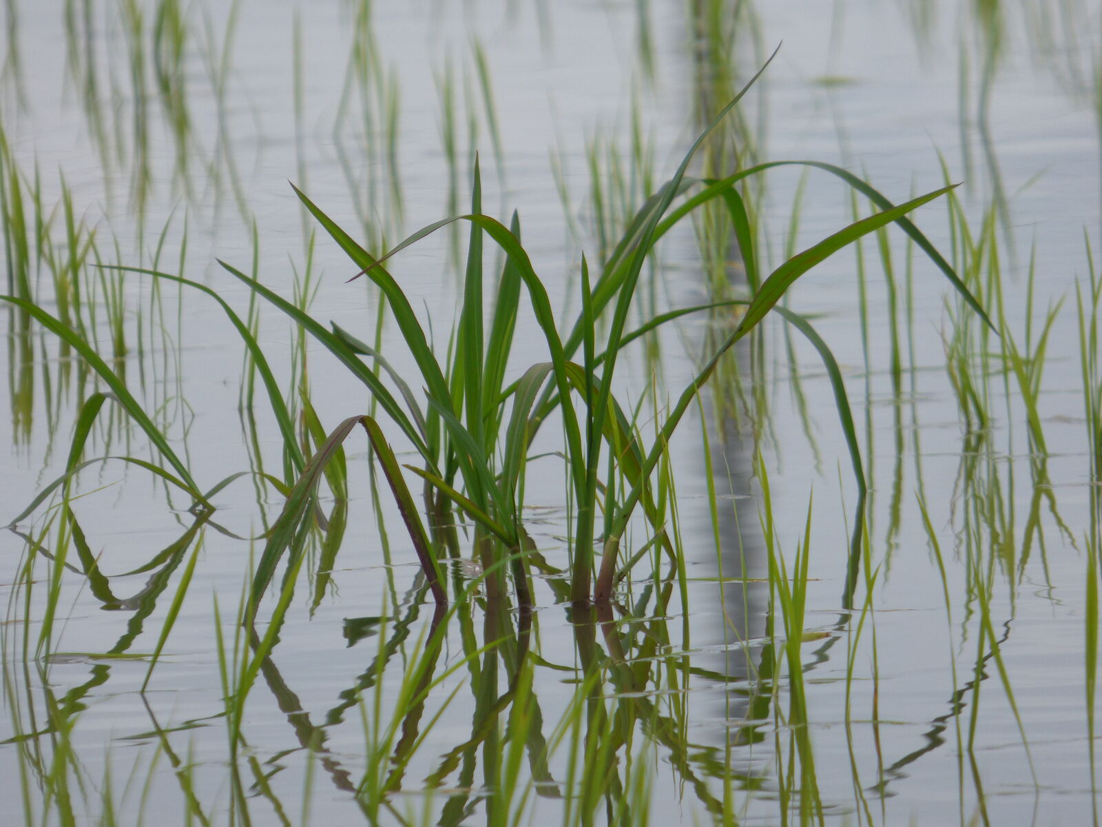 水田の雑草抜きと除草剤散布 泥にまみれる バド菜園 バドの自然と遊ぼうゆったり菜園らいふ