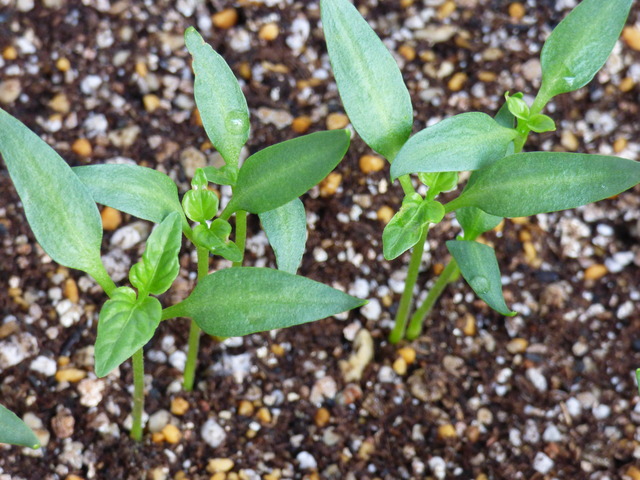ジャンボピーマン トンガリパワー の育苗 バド菜園 バドの自然と遊ぼうゆったり菜園らいふ