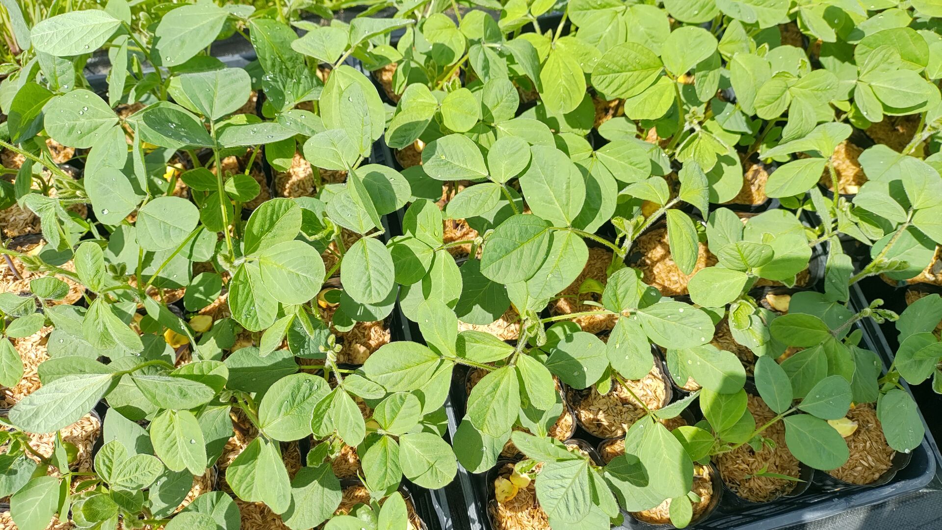 枝豆のポット苗の定植です : バド菜園 ~バドの自然と遊ぼうゆったり菜園らいふ~ 山と湖と川、畑とお庭で遊ぶ暮らしです
