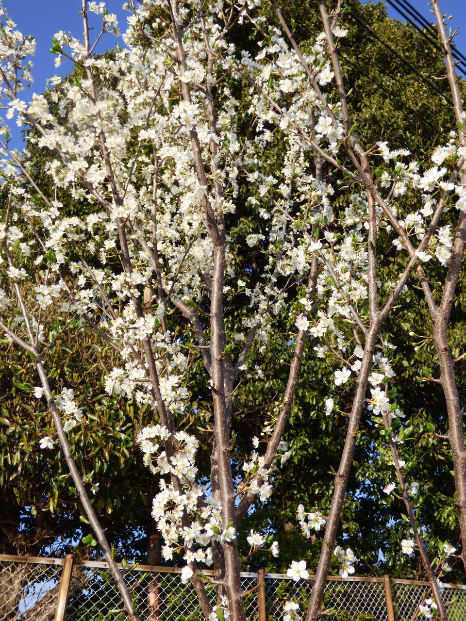 スモモの白い花が輝いています バド菜園 バドの自然と遊ぼうゆったり菜園らいふ