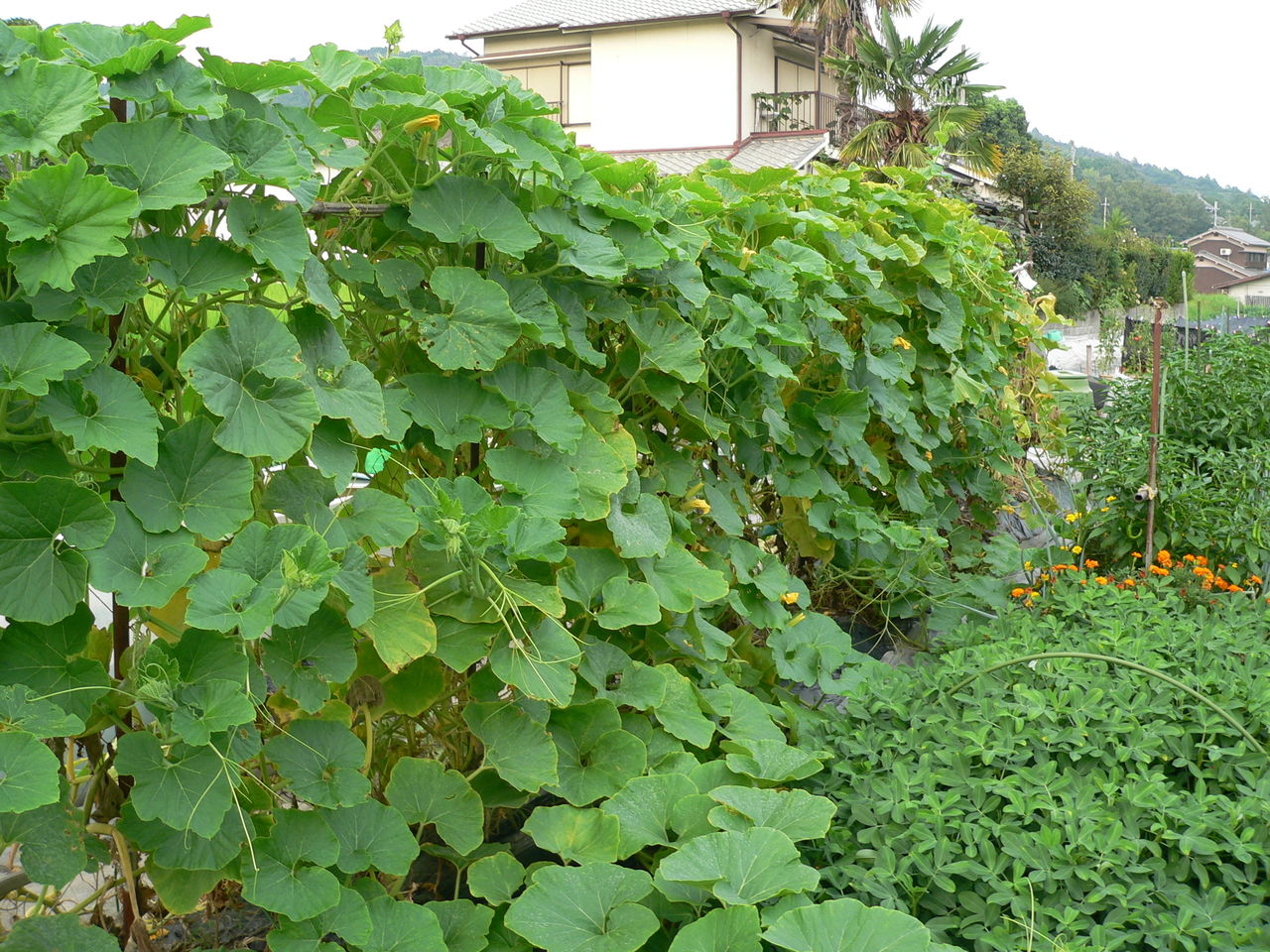 カボチャの立体栽培 バド菜園 バドの自然と遊ぼうゆったり菜園らいふ
