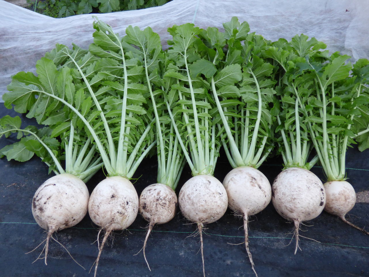 聖護院大根収穫です バド菜園 バドの自然と遊ぼうゆったり菜園らいふ