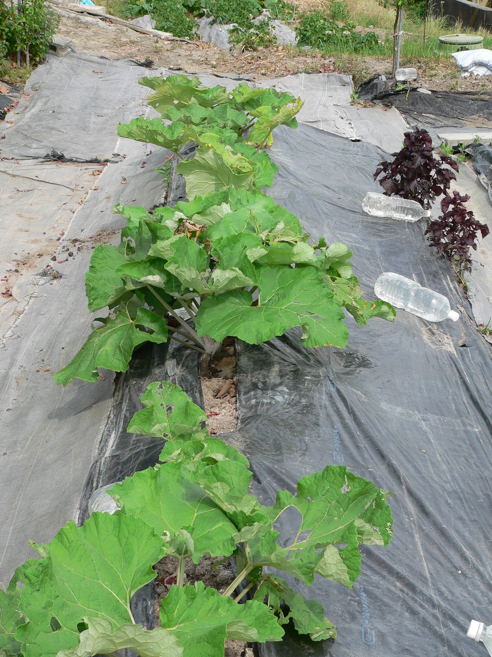 ごぼうの全収穫と撤収です バド菜園 バドの自然と遊ぼうゆったり菜園らいふ