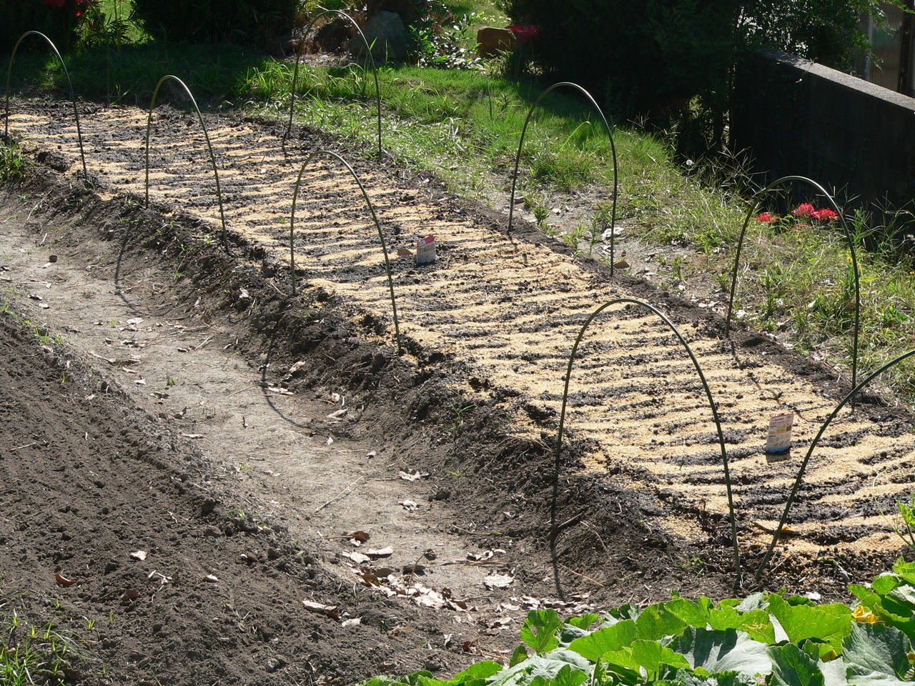 中生玉ねぎの種まきです バド菜園 バドの自然と遊ぼうゆったり菜園らいふ