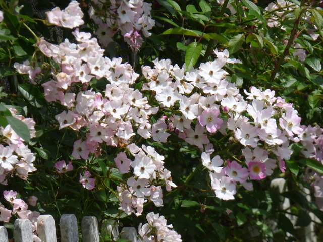 P1190132