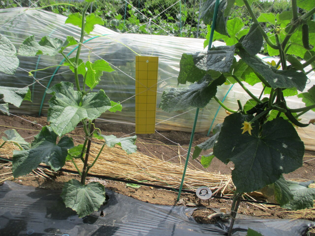 キューリ ざる菊 スイカ ちょっと広めの家庭菜園 キューリ ざる菊 スイカ ちょっと広めの家庭菜園