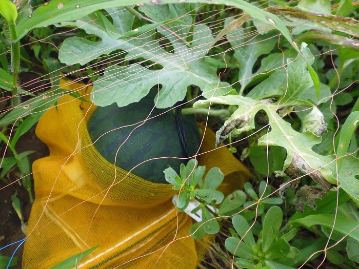 大玉 スイカ タヒチ の 栽培