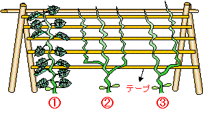節なりキュウリの３本仕立て スーの家の自然栽培で家庭菜園12ヶ月