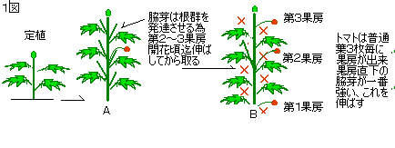 トマトの連続摘心栽培 野菜の栽培技術シリーズ 家庭菜園 Tributosdodf Com Br