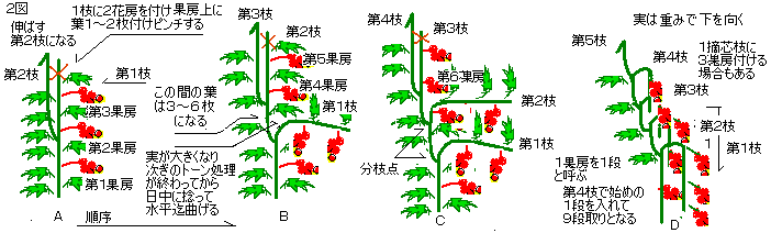 大玉トマトの摘心１回目 連続摘芯栽培18 5 24 スーの家の自然栽培で家庭菜園12ヶ月