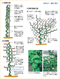 節なりきゅうり 飛び節なりきゅうり 地這いきゅり 中間型きゅうり 摘心と摘葉 スーの家の自然栽培的オーガニック家庭菜園12ヶ月 節なりきゅうり 飛び節なりきゅうり 地這いきゅり 中間型きゅうり 摘心と摘葉 スーの家の自然栽培的オーガニック家庭菜園12ヶ月