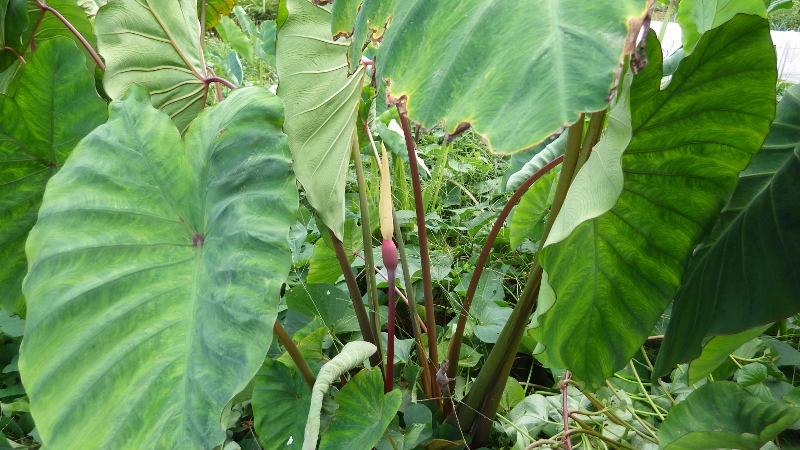 自然栽培のセレベス収穫 スーの家の自然栽培で家庭菜園12ヶ月