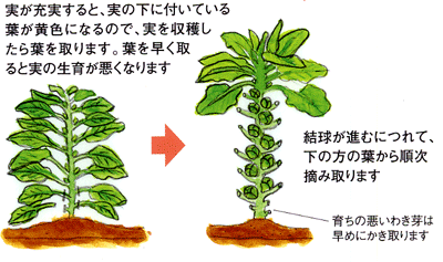 栽培 芽キャベツ