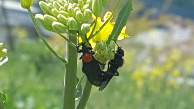 リンゴのつぼみについていた虫たち : 自然農菜園「はたけや」の作業日誌