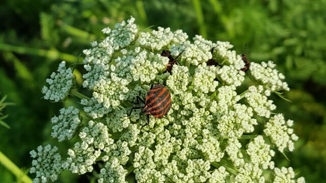 パセリとニンジン セリ科 の花にアカスジカメムシ 自然農菜園 はたけや の作業日誌 パセリとニンジン セリ科 の花にアカスジカメムシ 自然農菜園 はたけや の作業日誌