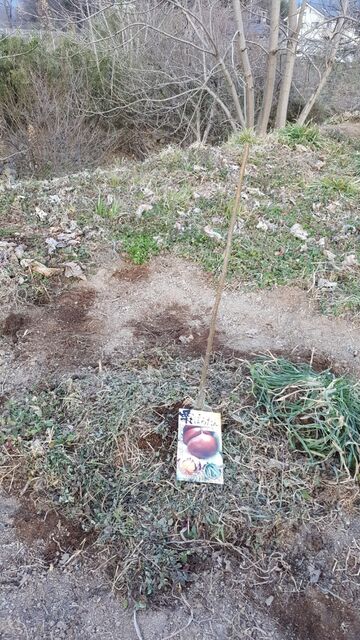 栗 の苗木を植える 自然農菜園 はたけや の作業日誌