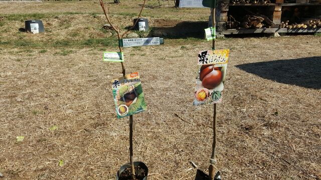 栗 の苗木を植える 自然農菜園 はたけや の作業日誌 栗 の苗木を植える 自然農菜園 はたけや の作業日誌