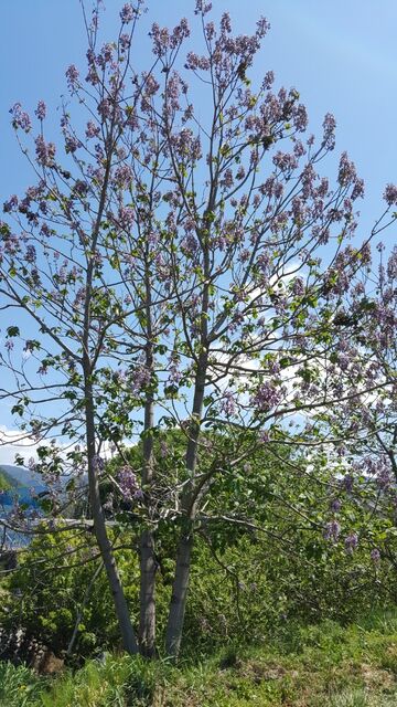 桐の花が咲く 自然農菜園 はたけや の作業日誌 桐の花が咲く 自然農菜園 はたけや の作業日誌