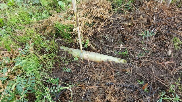 ワナでモグラ捕獲作戦 自然農菜園 はたけや の作業日誌