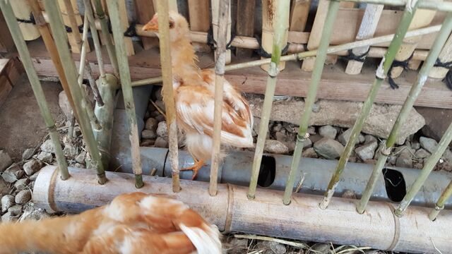 鶏の水飲み器に竹矢来を取り付ける 自然農菜園 はたけや の作業日誌