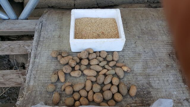 じゃがいもの芽だしをする 自然農菜園 はたけや の作業日誌