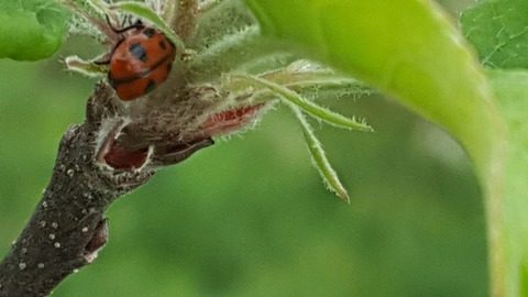 リンゴのつぼみについていた虫たち : 自然農菜園「はたけや」の作業日誌