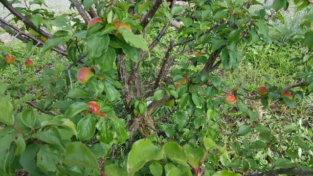 南高梅 自然農菜園 はたけや の作業日誌 南高梅 自然農菜園 はたけや の作業日誌