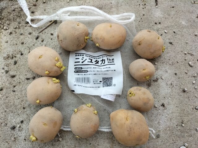 じゃがいも 22秋 自然農菜園 はたけや の作業日誌 じゃがいも 22秋 自然農菜園 はたけや の作業日誌