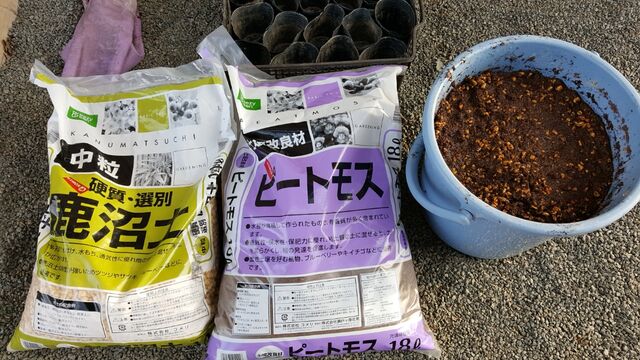 ブルーベリーの剪定と挿し木をする 自然農菜園 はたけや の作業日誌 ブルーベリーの剪定と挿し木をする 自然農菜園 はたけや の作業日誌