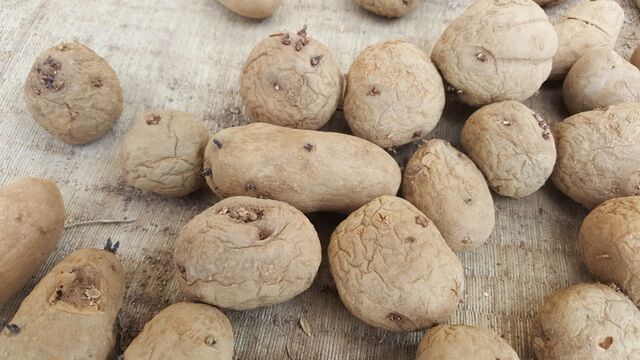 じゃがいも 自然農菜園 はたけや の作業日誌