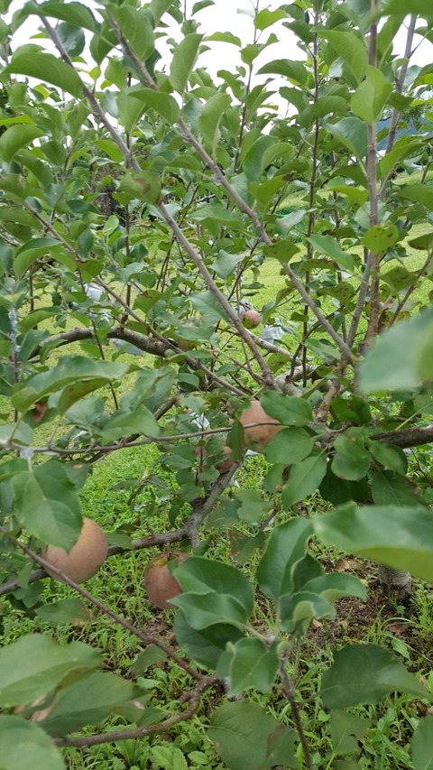 ふじ の木にリンゴワタムシが 自然農菜園 はたけや の作業日誌 ふじ の木にリンゴワタムシが 自然農菜園 はたけや の作業日誌