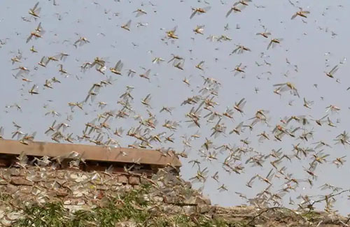 ヤバイ 南米でも蝗害発生 4千万匹のバッタがアルゼンチンを南下 農作物を食い荒らす はちま起稿